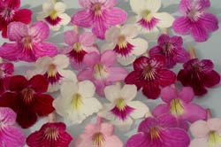 Pink Bouquet F1 Streptocarpus Seed (4022)