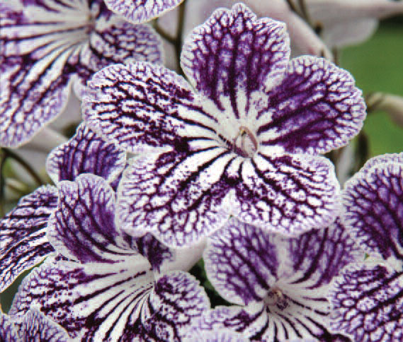 Large plant of a Streptocarpus Polka-Dot Purple - PRICE INCLUDES CARRIAGE! (4090)